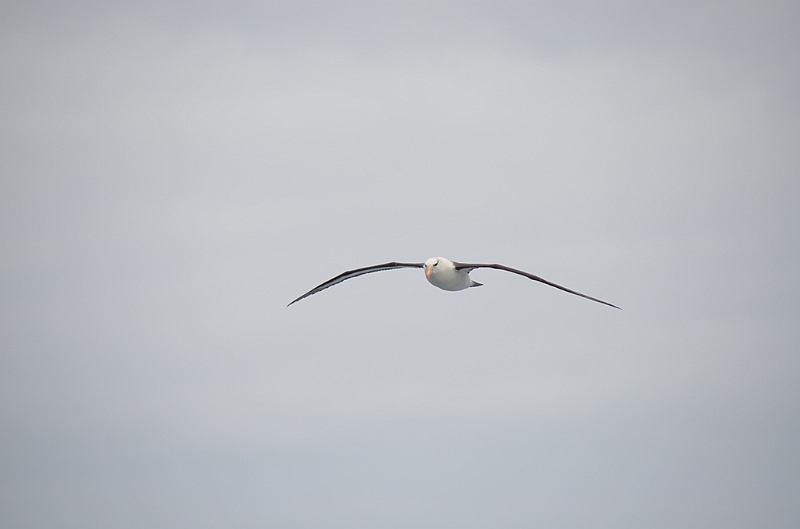 173_Falkland_Islands_Albatros.JPG