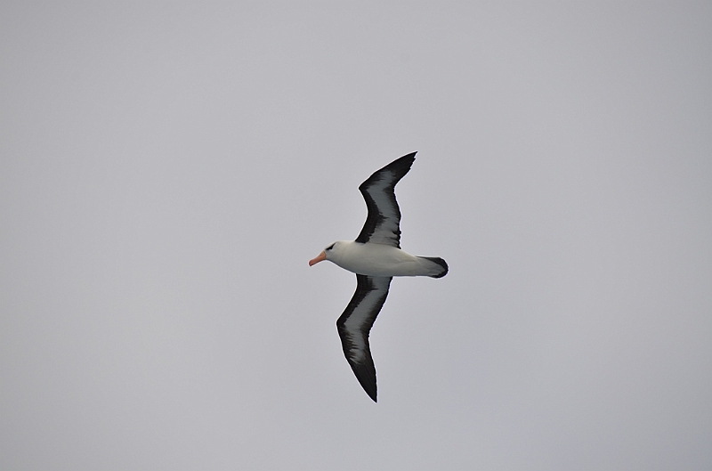 175_Falkland_Islands_Albatros.JPG