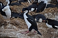 056_Falkland_Islands_New_Island_Blauaugenkormoran