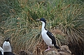 057_Falkland_Islands_New_Island_Blauaugenkormoran