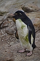 060_Falkland_Islands_New_Island