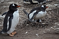 104_Falkland_Islands_Grave_Cove_Eselspinguin