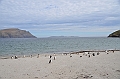 110_Falkland_Islands_Grave_Cove_Eselspinguin