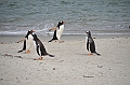 112_Falkland_Islands_Grave_Cove_Eselspinguin