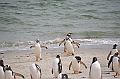 120_Falkland_Islands_Grave_Cove_Eselspinguin