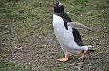 130_Falkland_Islands_Grave_Cove_Eselspinguin