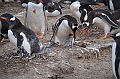132_Falkland_Islands_Grave_Cove_Eselspinguin