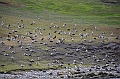 144_Falkland_Islands_Grave_Cove
