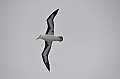 172_Falkland_Islands_Albatros