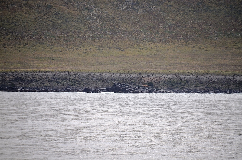 042_USA_Alaska_St_Georges_Island_Seals.JPG