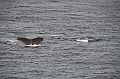 111_USA_Alaska_Unalaska_Island_Humpback_Whale