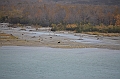 214_USA_Alaska_Katmai_NP_Brown_Bear