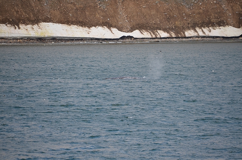 124_Arctic_Russia_Cape_Dezhnev_Grey_Whale.JPG