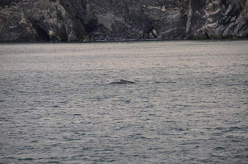 126_Arctic_Russia_Cape_Dezhnev_Grey_Whale.JPG