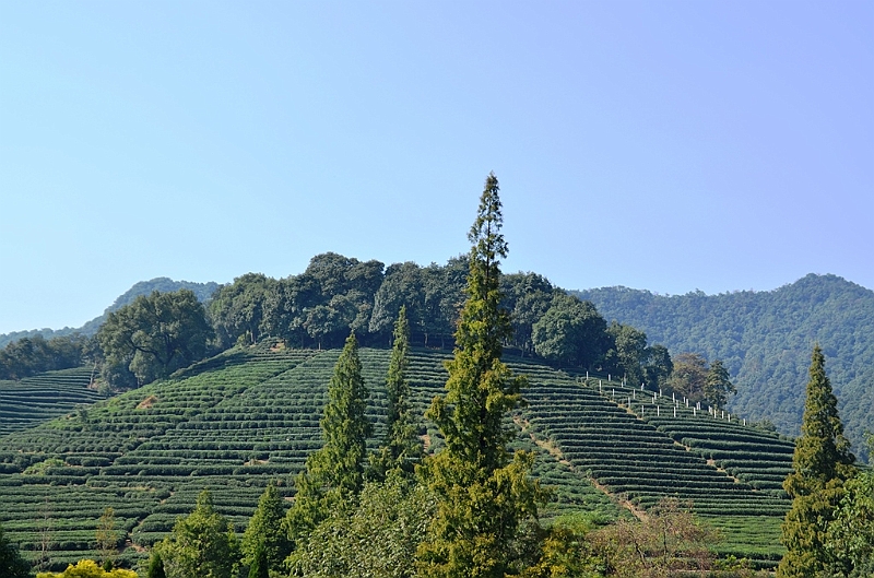 126_China_Hangzhou_Tee_Plantation.JPG