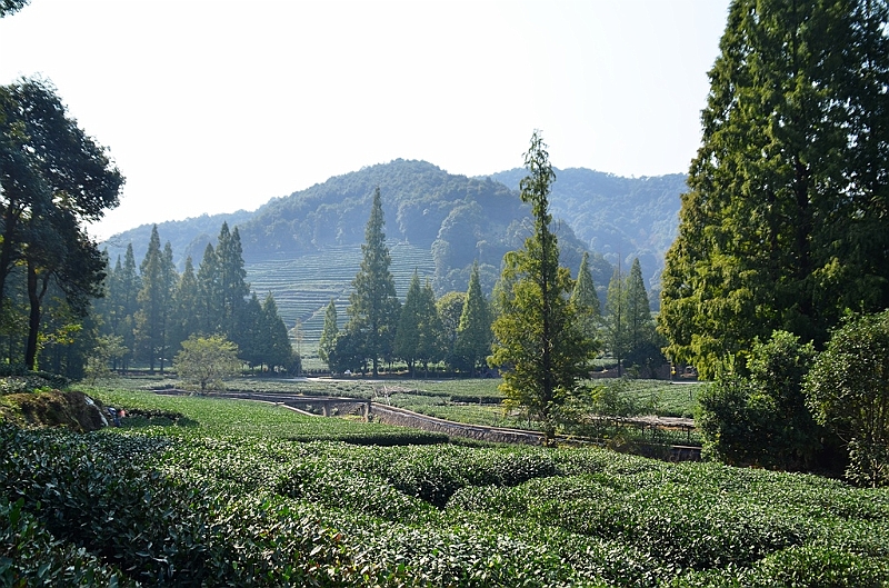 127_China_Hangzhou_Tee_Plantation.JPG
