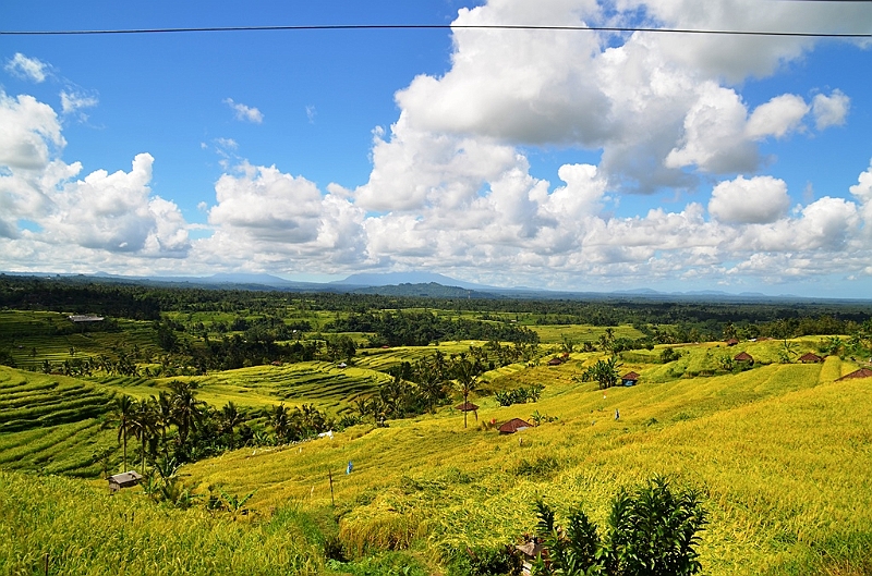 105_Bali_Jatiluwih_Ricefields.JPG