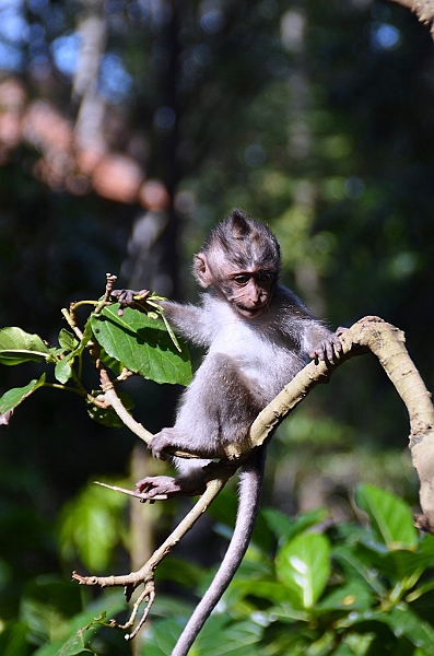191_Bali_Ubud_Monkey_Forest.JPG