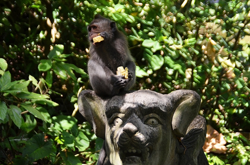 198_Bali_Ubud_Monkey_Forest.JPG