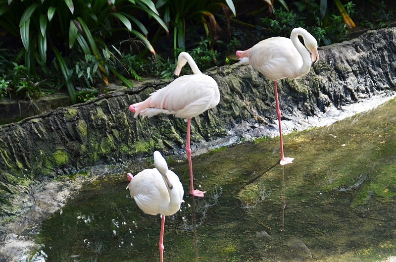 462_Kuala_Lumpur_Bird_Park.JPG
