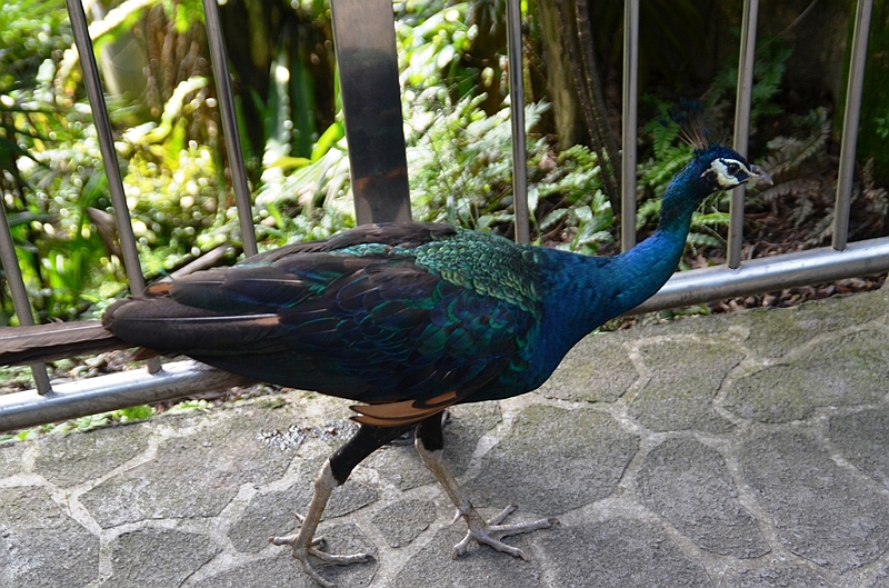 464_Kuala_Lumpur_Bird_Park.JPG
