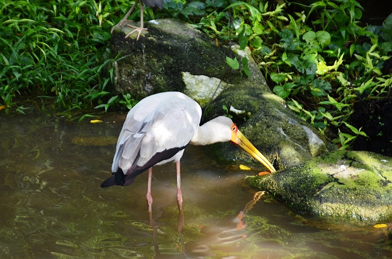 470_Kuala_Lumpur_Bird_Park.JPG