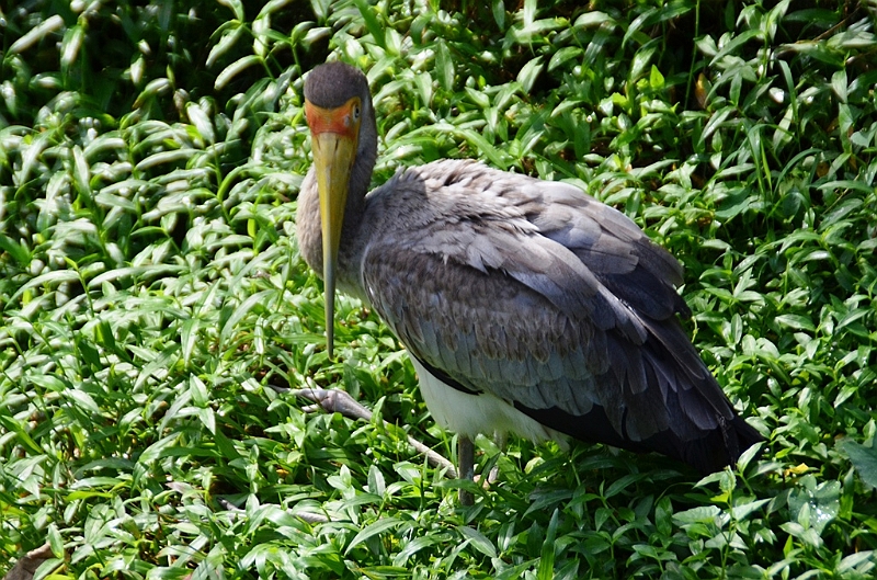 472_Kuala_Lumpur_Bird_Park.JPG