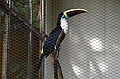 459_Kuala_Lumpur_Bird_Park