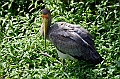 472_Kuala_Lumpur_Bird_Park