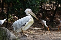 473_Kuala_Lumpur_Bird_Park