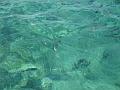 351_Belize_Reef