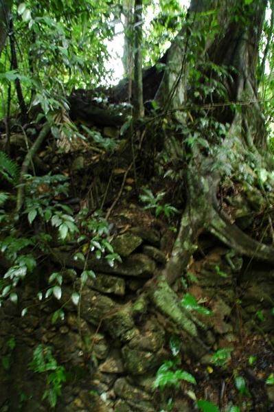 83_Mexico_Palenque_Jungle.JPG