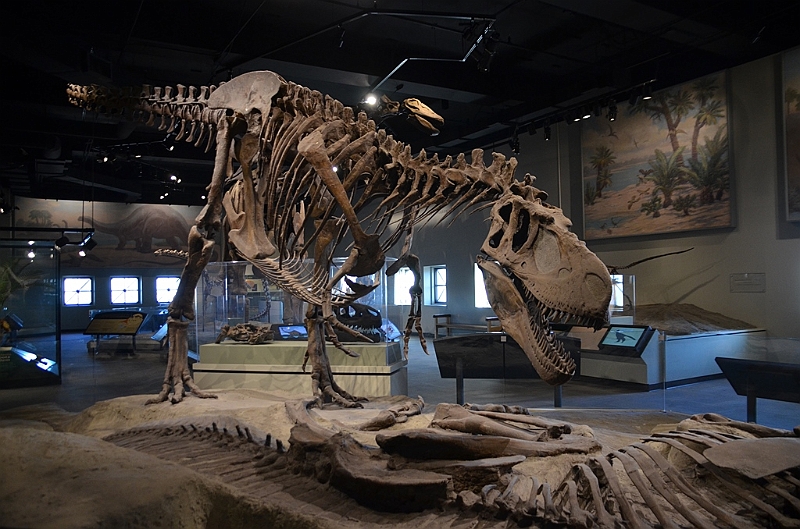 060_USA_Chicago_Field_Museum.JPG