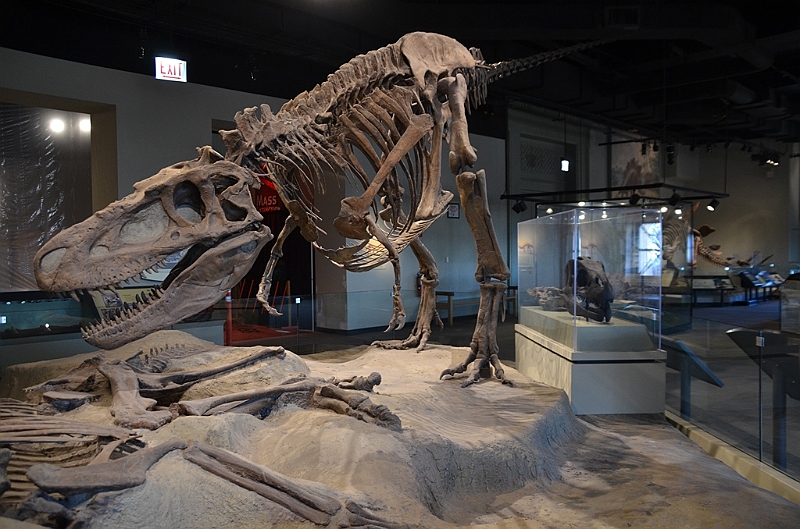 062_USA_Chicago_Field_Museum.JPG