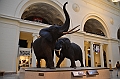 049_USA_Chicago_Field_Museum