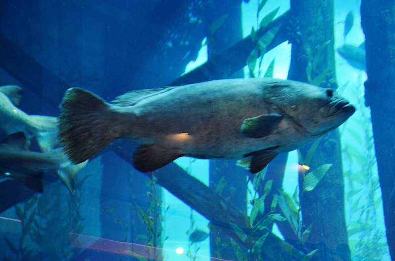 171_Dubai_Mall_Aquarium.JPG