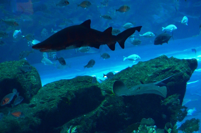 179_Dubai_Mall_Aquarium.JPG