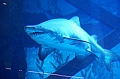 170_Dubai_Mall_Aquarium