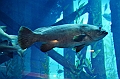 171_Dubai_Mall_Aquarium