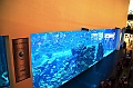 173_Dubai_Mall_Aquarium