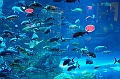 177_Dubai_Mall_Aquarium