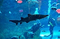 178_Dubai_Mall_Aquarium
