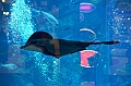 180_Dubai_Mall_Aquarium