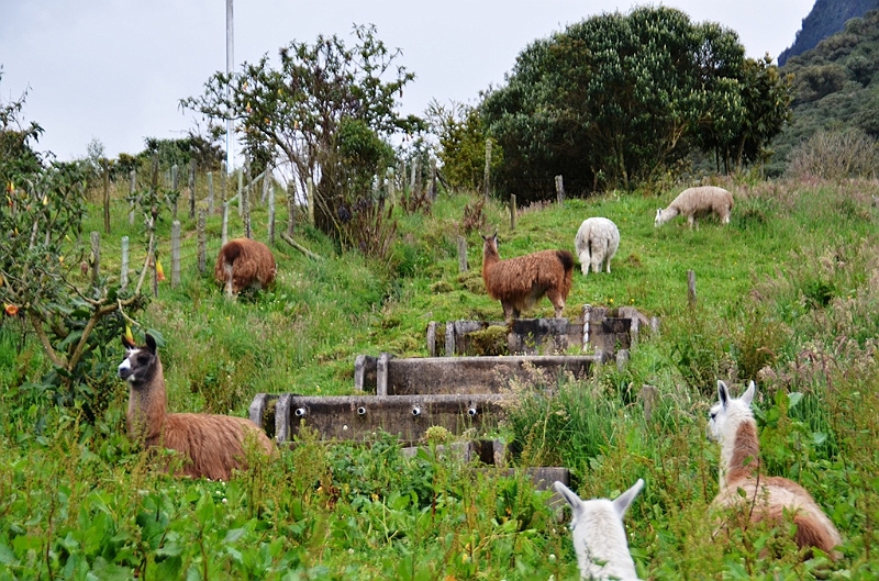 164_Ecuador_Papallacta.JPG