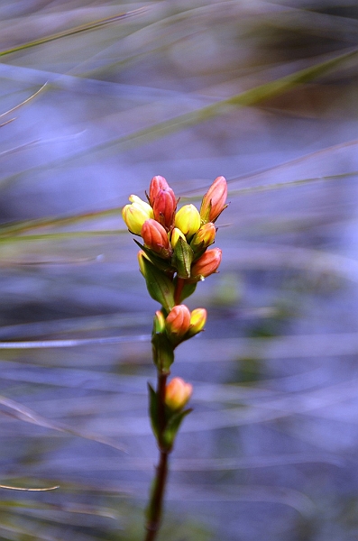 520_Ecuador_Parque_Nacional_Cajas.JPG