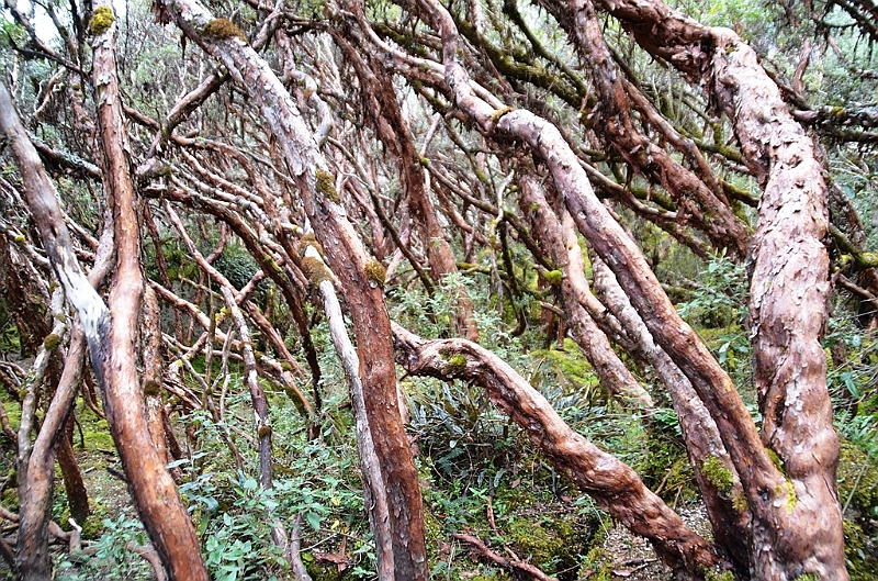523_Ecuador_Parque_Nacional_Cajas.JPG