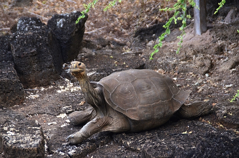 640_Ecuador_Galapagos_Charles_Darwin_Research_Station.JPG