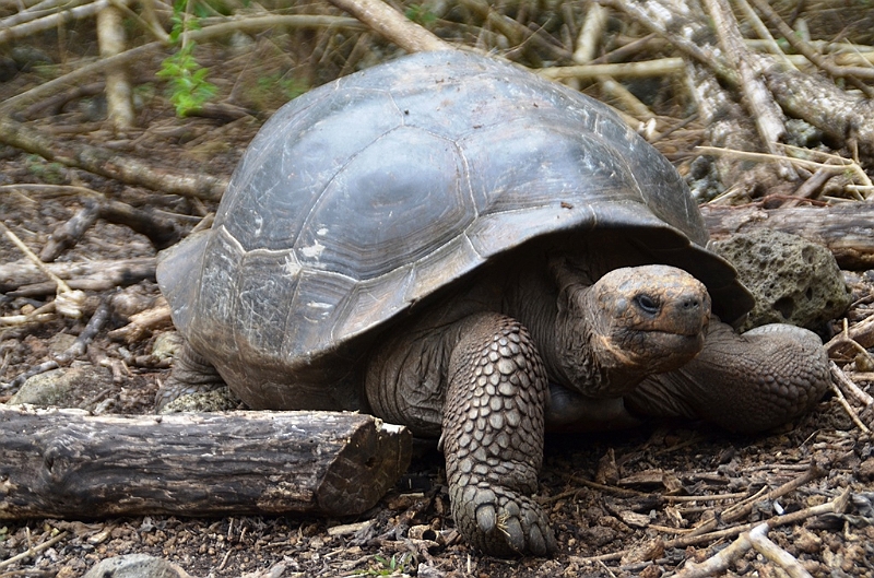 753_Ecuador_Galapagos_Island_Floreana.JPG