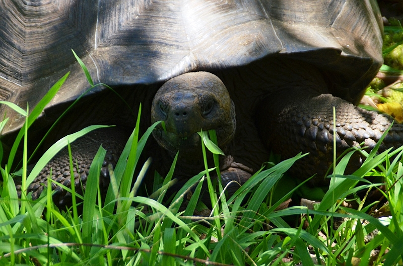 832_Ecuador_Galapagos_Santa_Cruz_El_Chato_Tortoise_Reserve.JPG