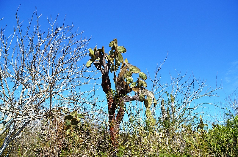 845_Ecuador_Galapagos_Santa_Cruz_Tortuga_Bay.JPG